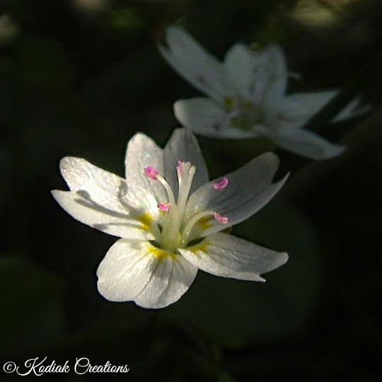 Wallflower