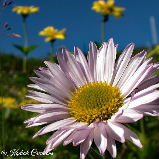 Pink Daisy
