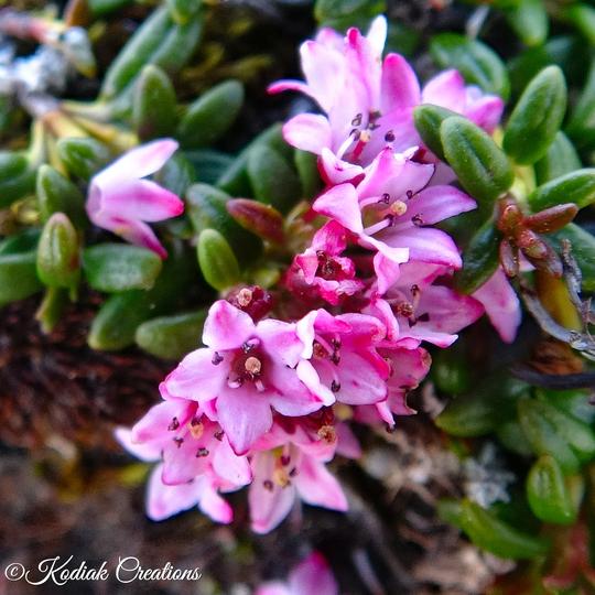 Fireweed